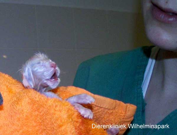kat keizersnede, droogwrijven van de kittens. dierenkliniek wilhelminapark in utrecht
